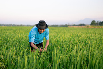Naklejka na ściany i meble Attractive cheerful young Asian farmer bend down and smiling at the rice field