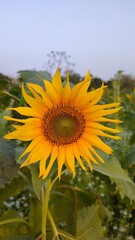 Fototapeta premium sunflower in the field