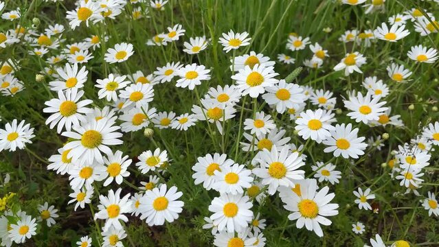 Snow-white blooming daisies stir in the wind. 