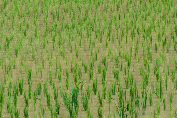 Rice field