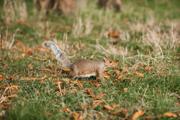 squirrel in the grass