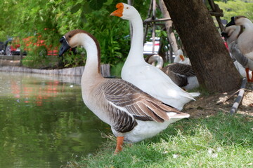 lion head goose walking with friends on the lawn by the water
