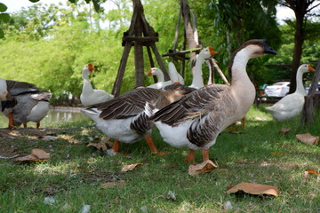 lion head goose walking with friends on the lawn by the water