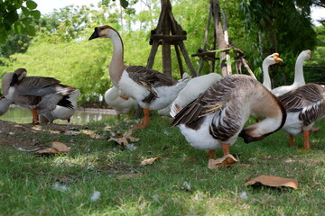 lion head goose walking with friends on the lawn by the water