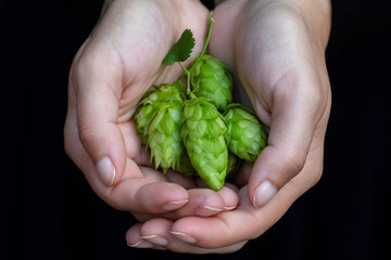 Naklejka na ściany i meble From hops to a pint. A close-up view of hop cones in a woman's hands, a key ingredient in brewing fresh and aromatic homemade beer.