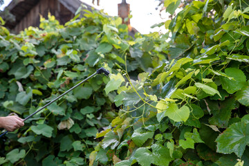 A man sprays grapes with a sprayer . Pest and insect control and prevention of grape diseases