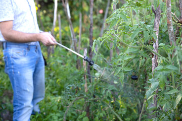 Obraz premium A farmer sprays tomato bushes in greenhouses. Pest and disease control of tomatoes