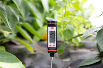 Measuring the temperature in the greenhouse with a garden thermometer