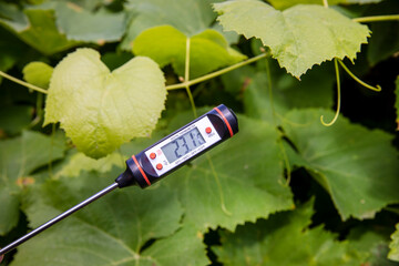 Measuring the temperature in the greenhouse with a garden thermometer
