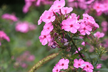 Fototapeta premium Phlox is a genus of flowering herbaceous plants. Beautiful pink flowers with selective focus. Nature and plants. Blooming background
