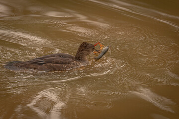 A Hooded Merganser duckling wrestles with a crayfish