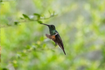 Berylline Hummingbird (Amazilia beryllina) in Flight