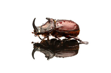 Rhinoceros beetle isolated on white background. Beautiful insect with reflection.