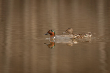 A pair of Green-winged Teals glide across the water