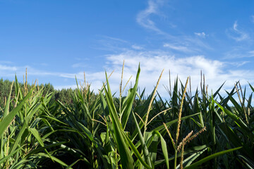 Fototapeta na wymiar Campos de maíz