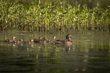 Hooded Merganser family swims through the marsh