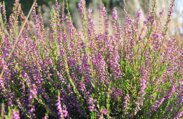Violet blossoming heather flowers in wild nature and summer landscape