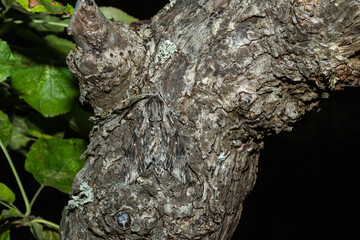 Papillon camouflé, Sphinx du liseron, posé sur le tronc d'un pommier, mimétique de l’écorce, la nuit