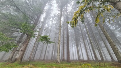 trees in the forest © Roman