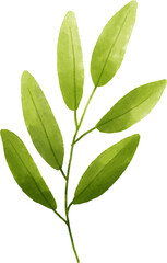 Obraz premium Green leaf watercolor for decoration