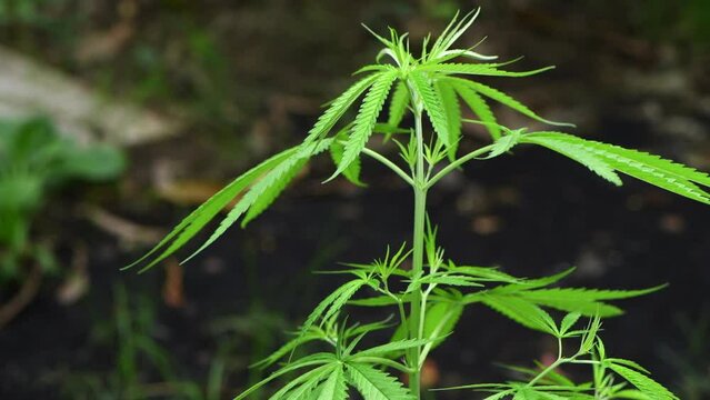 Tilt up of Cannabis tree. Indoor growing. Marijuana production. Hemp cultivation