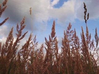 Brown dry grass in the field and sky. 