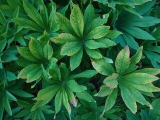 The leaves of garden lupine or Lupinus polyphyllus. Beautiful botany dark green background.