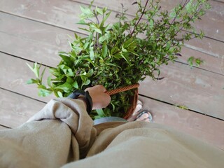 A young woman hand holding a basket with freshly harvested mint herb scene. Healthy food, greenery, gardening harvesting concept.