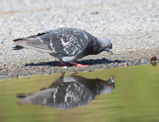 Feral pigeon