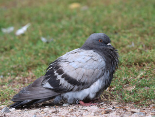 Feral pigeon