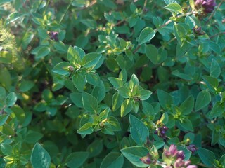 Blooming oregano plant. Culinary and medicine herb bush.