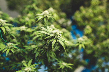 marijuana or ganja plant leaf growth in farm, agriculture crop background of marijuana or ganja cannabis in term of medical laboratory culture for using a hemp weed to making herb drug in medicine