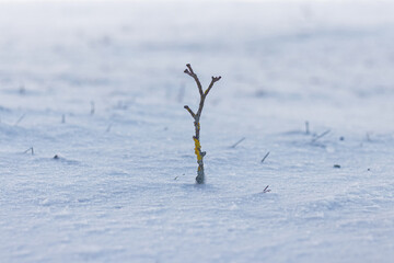 Tree branch on snow field