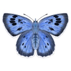 Naklejka na ściany i meble Large Blue Butterfly