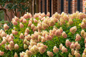 Close up of a Limelight Prime Hydrangea in full bloom