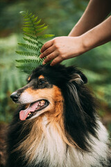 Amazing Playful Tricolour Collie, Funny Scottish Collie, Long-haired Collie, English Collie, Lassie...