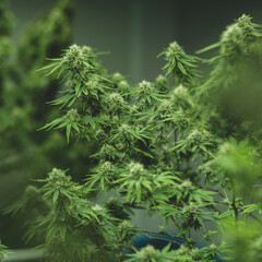 Fototapeta na wymiar green leaf of cannabis plant background, scientist checking hemp plants in a weed greenhouse. Concept of herbal alternative medicine, cbd oil, pharmaceptical industry