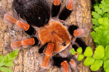 Tarantula, family Theraphosidae is building a nest. Tarantula Is a spider or burrow with a ferocious nature.