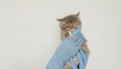 Striped gray cat in doctor hands. Kitten vet examining. Kitten pet check up, vaccination in veterinarian animal clinic.Health care domestic animal. Long Web banner Copy space. High quality 4k footage