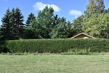 the roof of the house is visible behind the green hedge