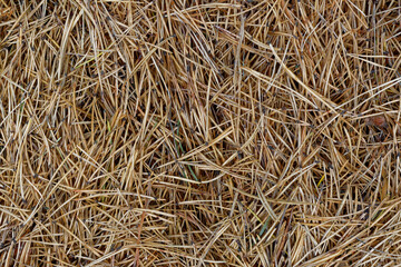 Old pine needles, autumn backdrop