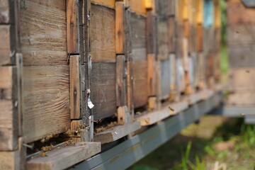Fototapeta na wymiar bees in the hive