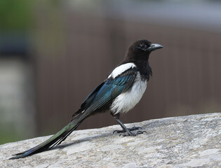 Eurasian magpie