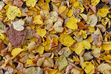 Texture of fallen leaves, golden autumn	