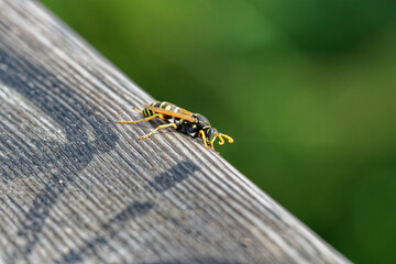 Wasp on wooden plank
