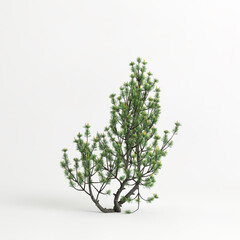 3d illustration of pinus mugo tree isolated on white background