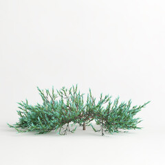 3d illustration of juniperus horizontalis tree isolated on white background