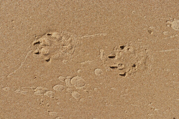Dog footprints on sand, summer dog walk