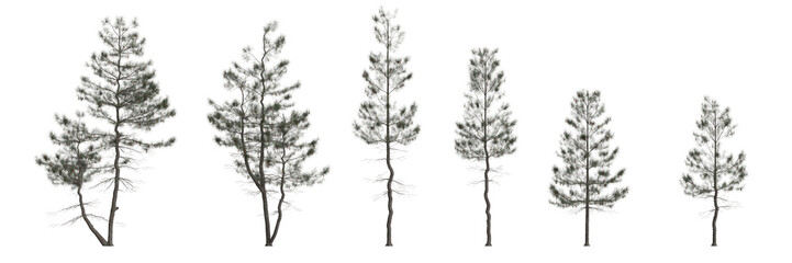 3d illustration of set pinus strobus tree isolated on white background