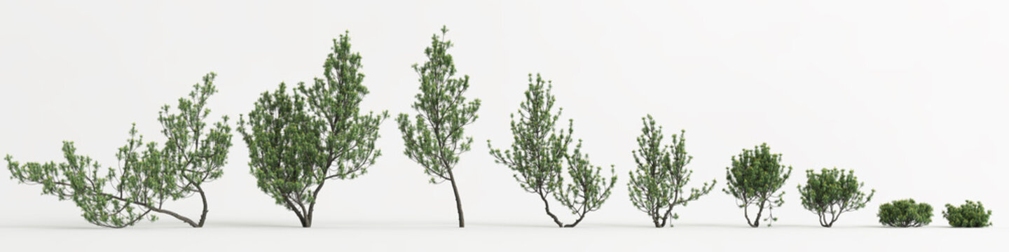 3d illustration of set pinus mugo tree isolated on white background